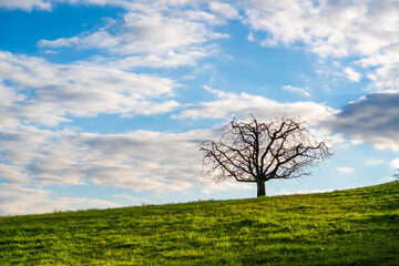 Obraz premium Tree on a meadow on a warm spring day
