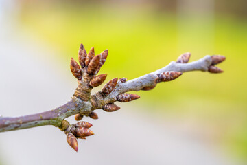 Tree Buds in Early Spring