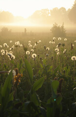 Sunset over a meadow filled with wildflowers