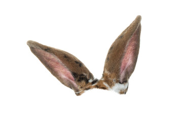 brown rabbit ears isolated on white background