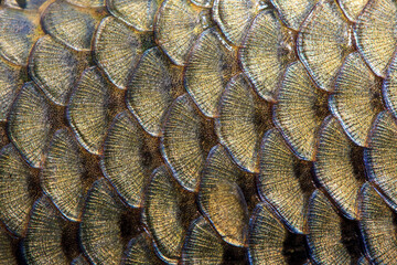 Detailed scales cover a surface in a repeating pattern, reflecting a mix of earthy tones and iridescent hues. Each scale has a textured, overlapping design that is reminiscent of natural fish scales. © Czintos Ödön