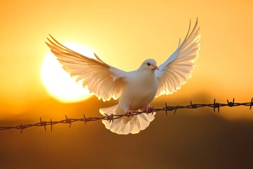 Obraz premium White dove with spread wings landing on barbed wire against a golden sunset, symbolizing hope, peace, and freedom