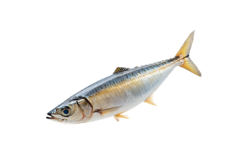Indian Mackerel for Cooking Isolated on Transparent Background PNG Image.