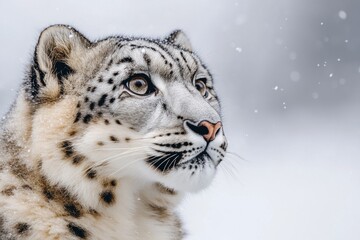 Naklejka premium Majestic snow leopard with its captivating gaze amidst a snowy winter landscape