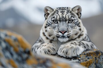 Obraz premium Snow leopard resting its paws on a rock in a mountainous habitat, displaying its thick fur and intense gaze