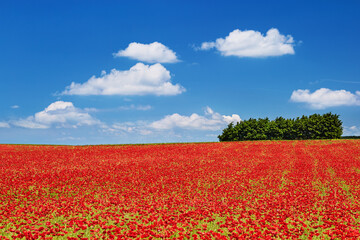 Poppy field and blue sky