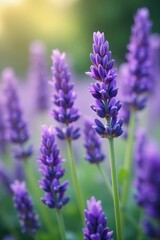 Naklejka premium Soft focus background of beautiful lavender flowers in full bloom, blooming, soft focus