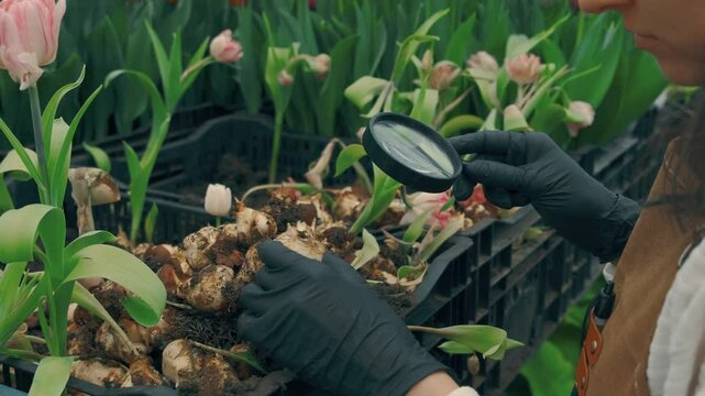 An indepth and detailed inspection of flower bulbs located in a vibrant greenhouse that is full of colorful tulips