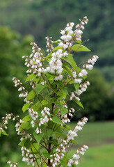 Deutzia scabra bush blooms in nature