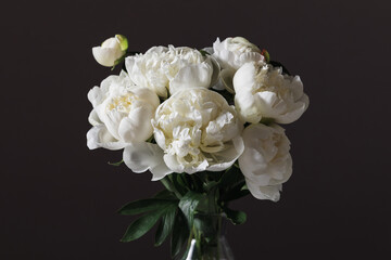 Lush white peony flowers in vase on dark background. A luxurious bouquet of full white peonies, blooming and fresh, against a dark backdrop and deep shadows. Serene and elegant aesthetic atmosphere.