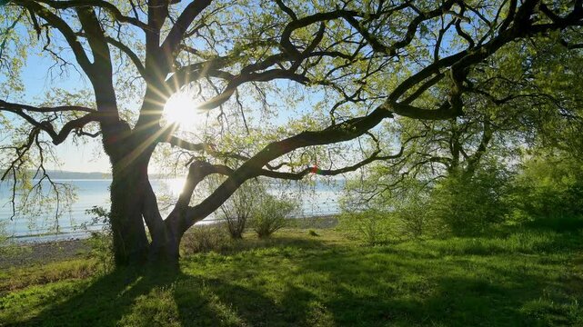 Sonnenaufgang am Seeufer mit B&auml;umen, Konstanz, Bodensee, Baden-W&uuml;rttemberg, Deutschland