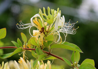 A honeysuckle (Lonicera) bush is blooming in the garden