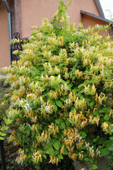 A honeysuckle (Lonicera) bush is blooming in the garden