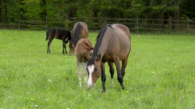 Pferd, Stute mit Fohlen auf der Weide