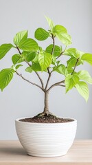 Fototapeta premium A stylish indoor plant with vibrant green leaves sits in a simple white pot, adding a touch of nature to a modern and airy living space, featuring soft light