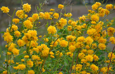 Fototapeta premium Kerria japonica bush blooms in the garden