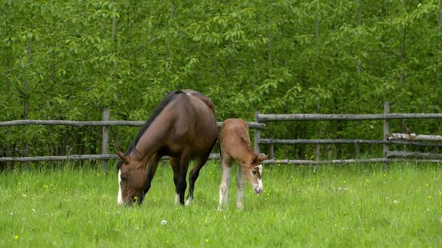 Pferd, Stute mit Fohlen auf der Weide