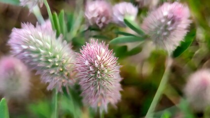 Clusters of vibrant purple clover blooms in a sunny meadow during early summer