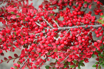 In the autumn, a decorative bush of the cotoneaster horizontalis grows in the garden