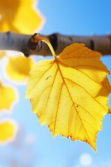 Obraz premium A close up of a yellow leaf on a tree branch