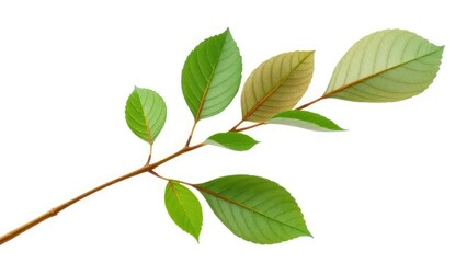 Fototapeta premium A single stem with leaves isolated on a white background, flora, solitary, botanical