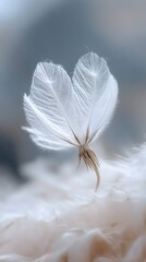 Graceful Feather Floating in Serene Stillness
