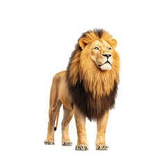 Obraz premium lion 3D render