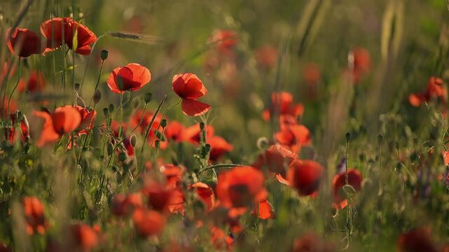 Mohnblumen im Feld, Sommer