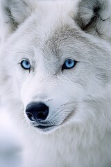 Obraz premium A close up of a white wolf with blue eyes