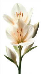 Fototapeta premium White lily bloom with delicate petals and green leaves showcasing beauty in soft lighting. Generative AI