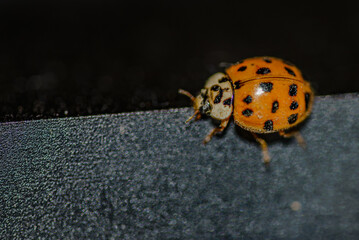Der erste Marienkäfer des Jahres hat sich in die Wohnung verirrt