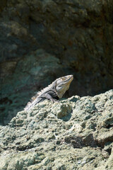Puntarenas, Costa Rica - November 22, 2024 - beautiful tropical beach Manuel Antonio in Manuel Antonio National Park