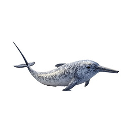 Fototapeta premium narwhal 3D render