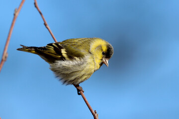 Eurasian siskin