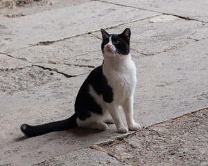 The cats of Istanbul 