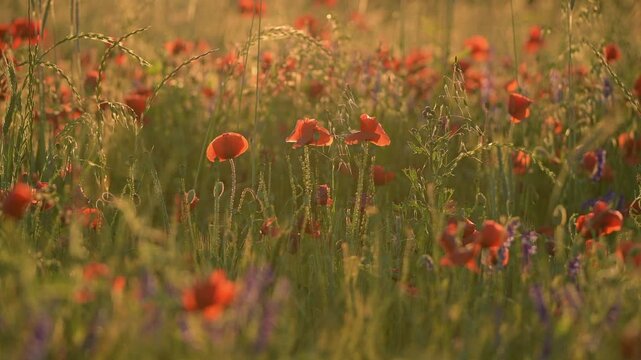 Mohnblumen im Feld, Sommer