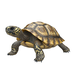 turtle 3D render