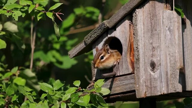 Chipmunk Peeking from Birdhouse Close-Up