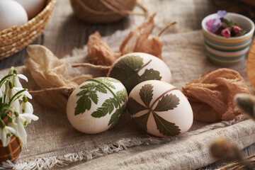 White Easter eggs with herbs attached to them with old stockings, ready to be dyed with onion peels