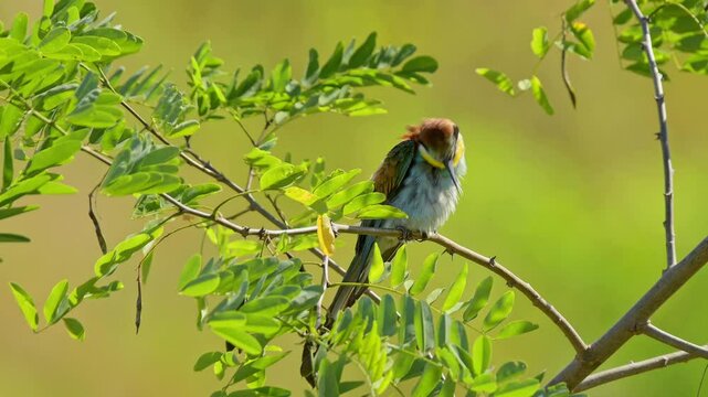 Europ&auml;ischer Bienenfresser (Merops Apiaster), sitzt auf Zweig