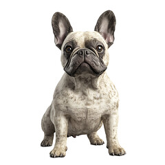 Fototapeta premium french bulldog 3D render