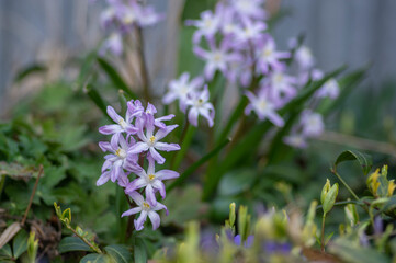 Scilla luciliae blue small springtime flowers in the grass, close up view bulbous flowering plant