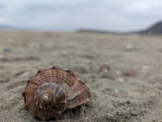 Seashell on the beach