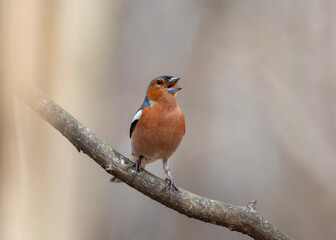 Fototapeta premium spring bird chaffinch male singing in spring sunny park sitting on tree branch