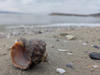seashell on the beach