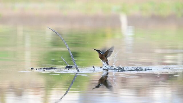 Common Kingfisher (Alcedo atthis) Dives into Water from a Stick and Returns Back. Slow Motion.