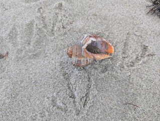 Seashell on the beach with seagull trace