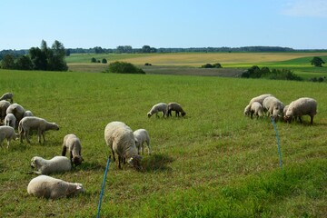 A herd of sheep calmly standing in the field in the sunny day. A lot of sheep are grazing in the pasture. Animals herd lazy grazing outside.