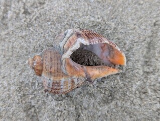 Shell on the beach