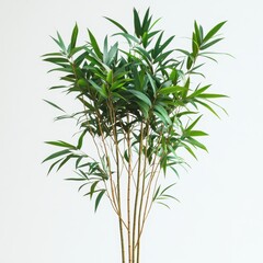Fototapeta premium A lush arrangement of green bamboo-like plants with slender stems, bringing a touch of nature to interiors.